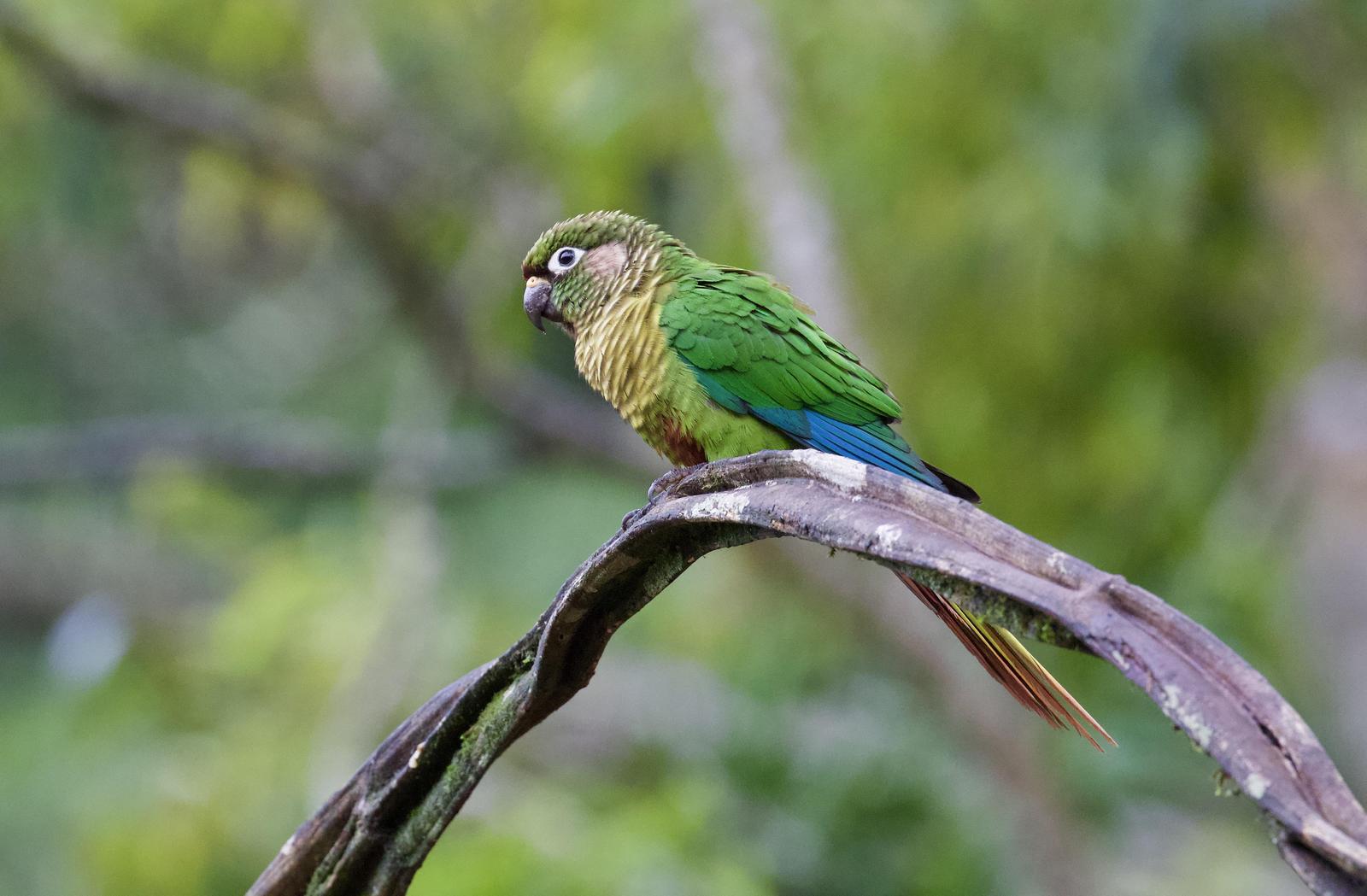 Maroon-bellied Parakeet Photo by  