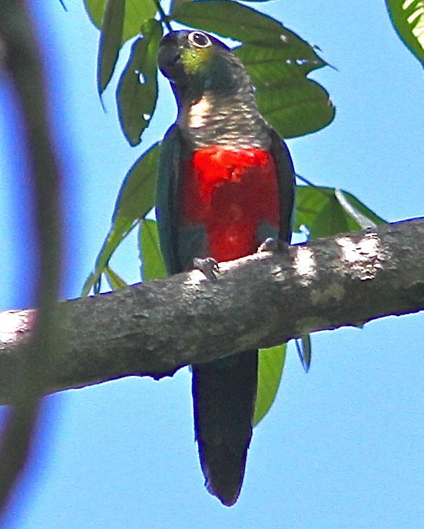 Crimson-bellied Parakeet Photo by Marcelo Padua