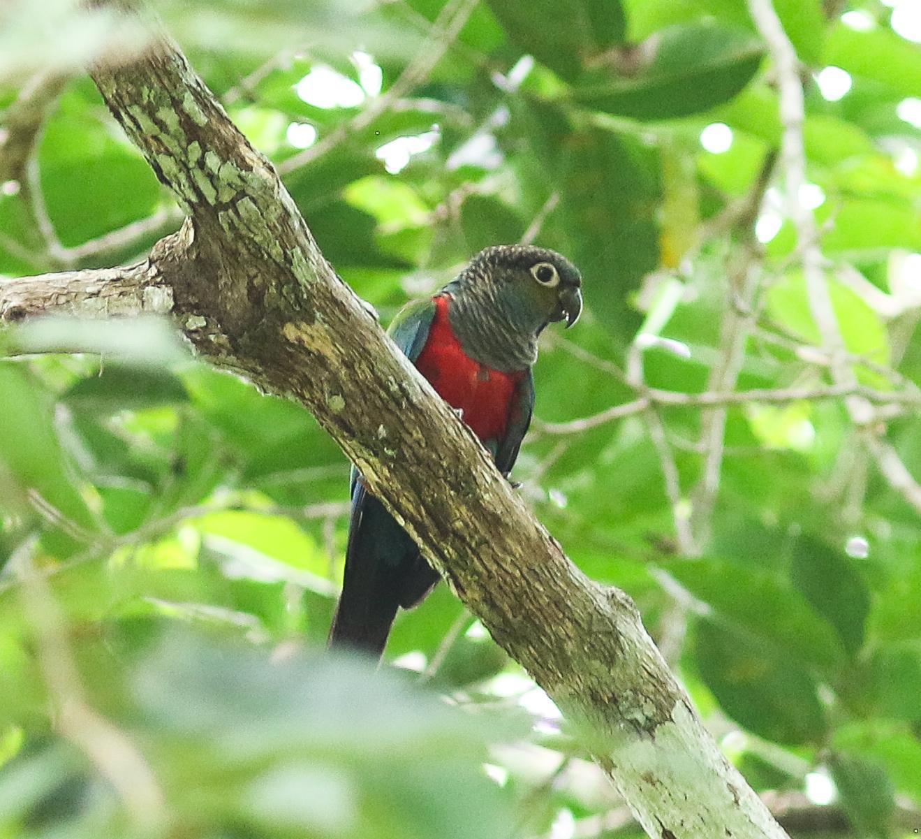 Crimson-bellied Parakeet Photo by Leonardo Garrigues