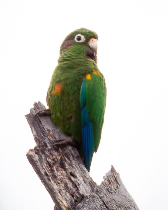 Santa Marta Parakeet Photo by Robert Lewis