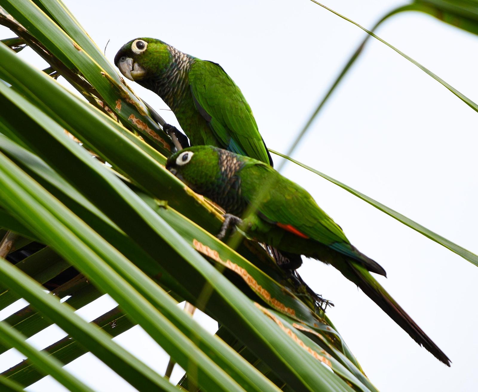 Maroon-tailed Parakeet Photo by Julio Delgado