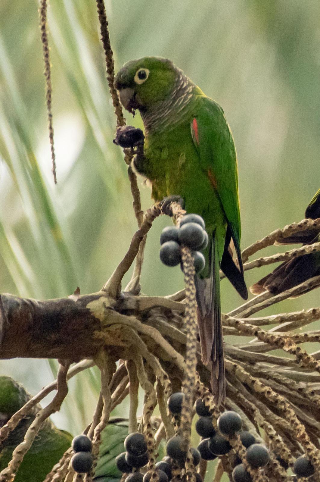 Maroon-tailed Parakeet Photo by Phil Kahler