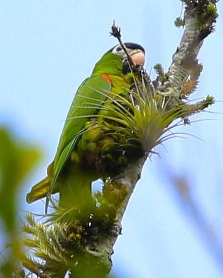 Black-capped Parakeet Photo by Lesley Roy