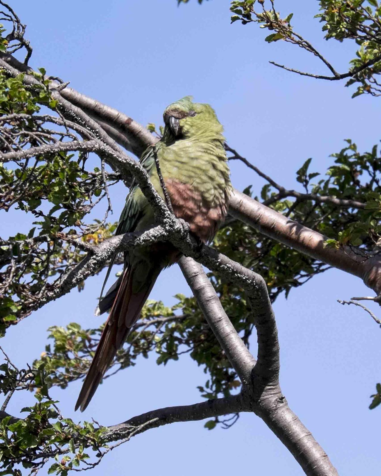 Austral Parakeet Photo by Bob Hasenick