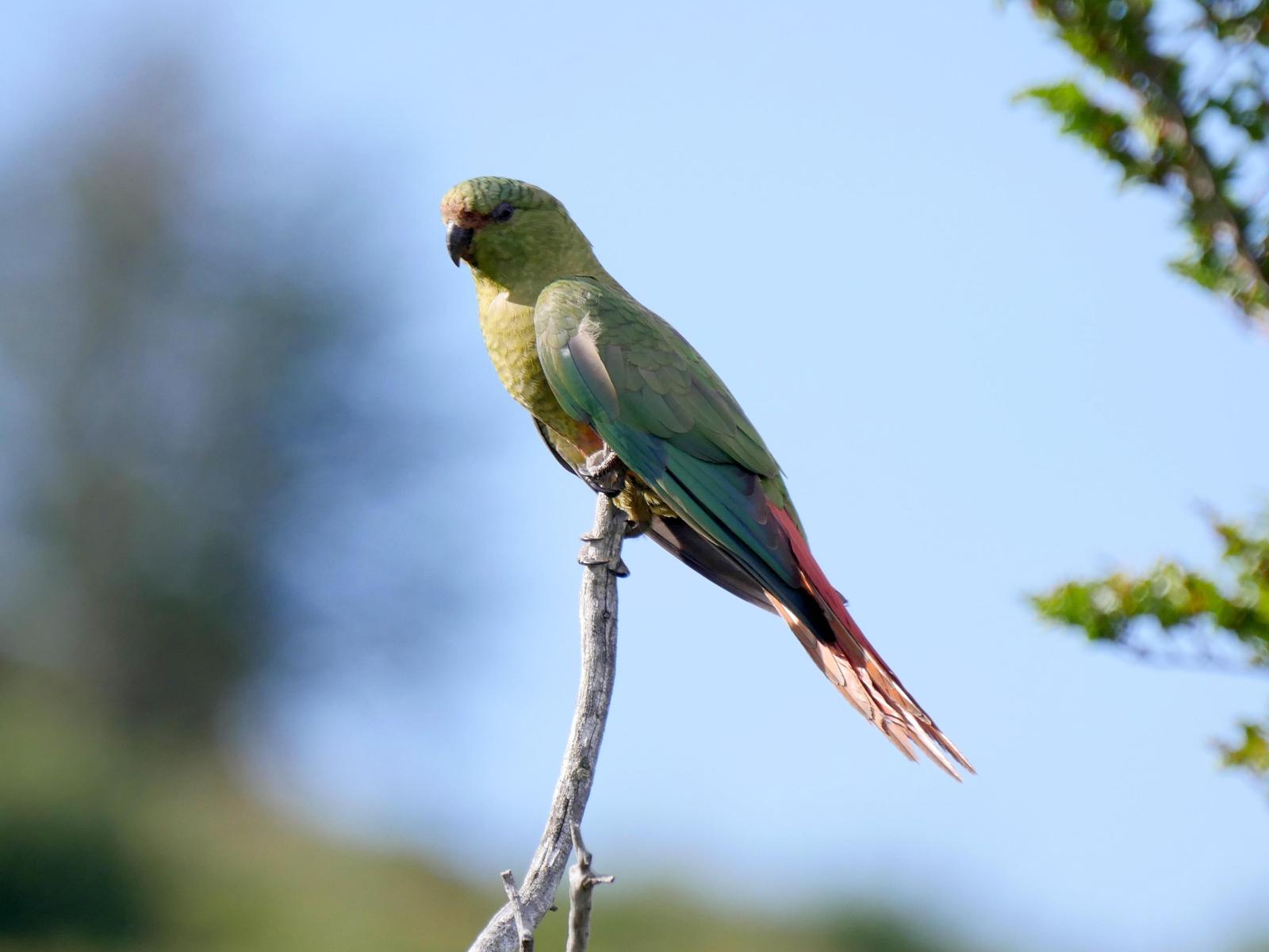 Austral Parakeet Photo by Peter Lowe