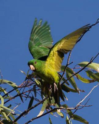 Green Parakeet Photo by Michael L. P. Retter