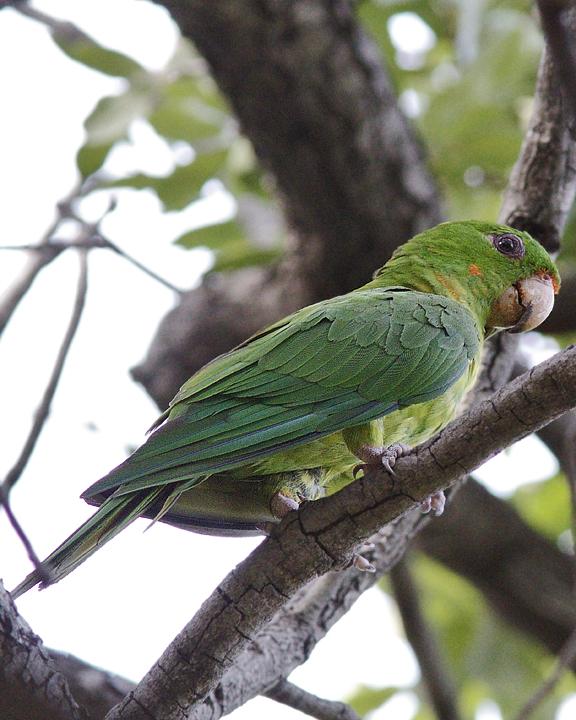 Green Parakeet Photo by Alison Sheehey