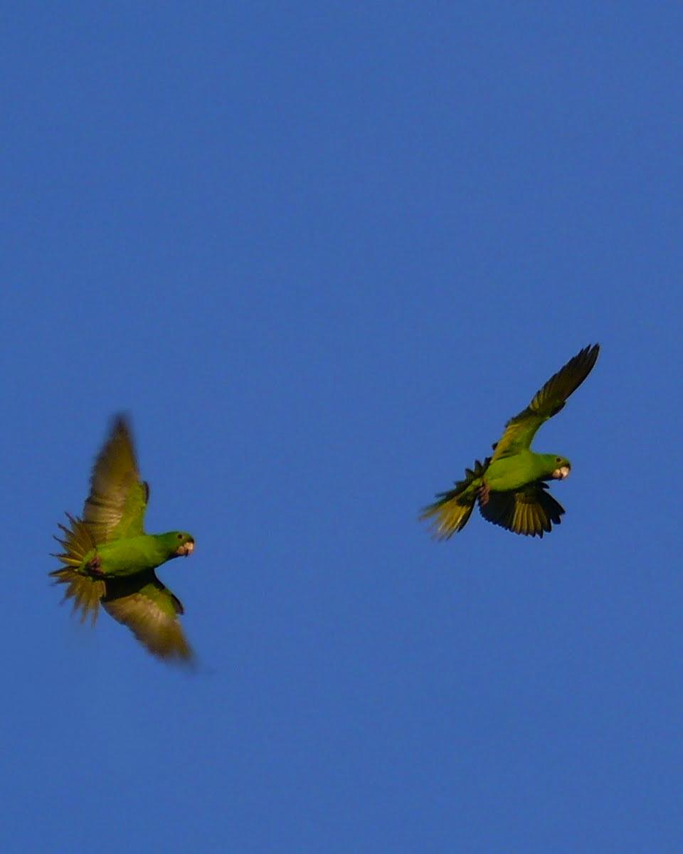 Pacific Parakeet Photo by John van Dort