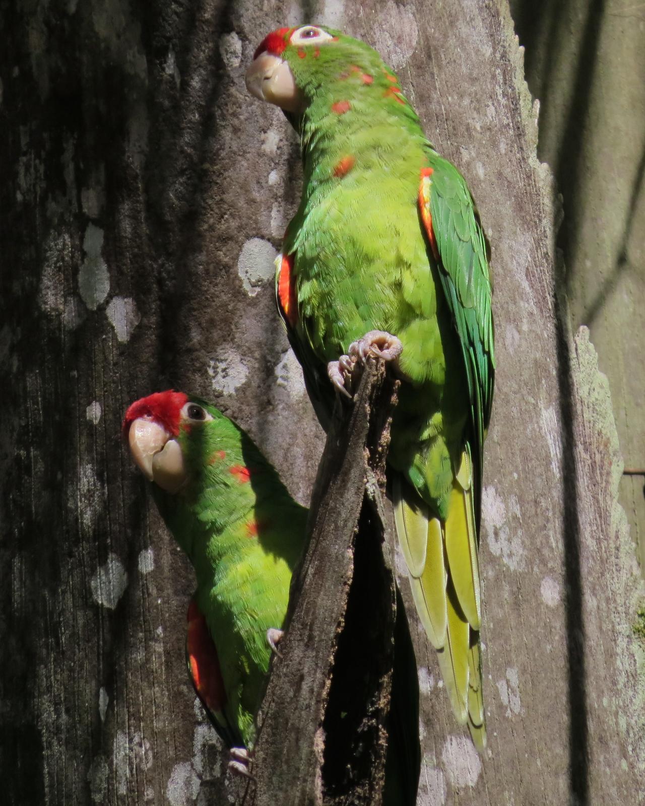 Crimson-fronted Parakeet Photo by John van Dort