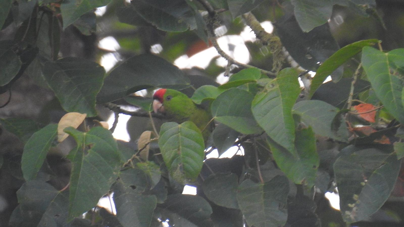 Scarlet-fronted Parakeet Photo by Julio Delgado