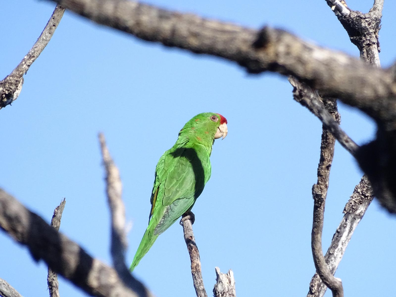 Scarlet-fronted Parakeet Photo by Julio Delgado