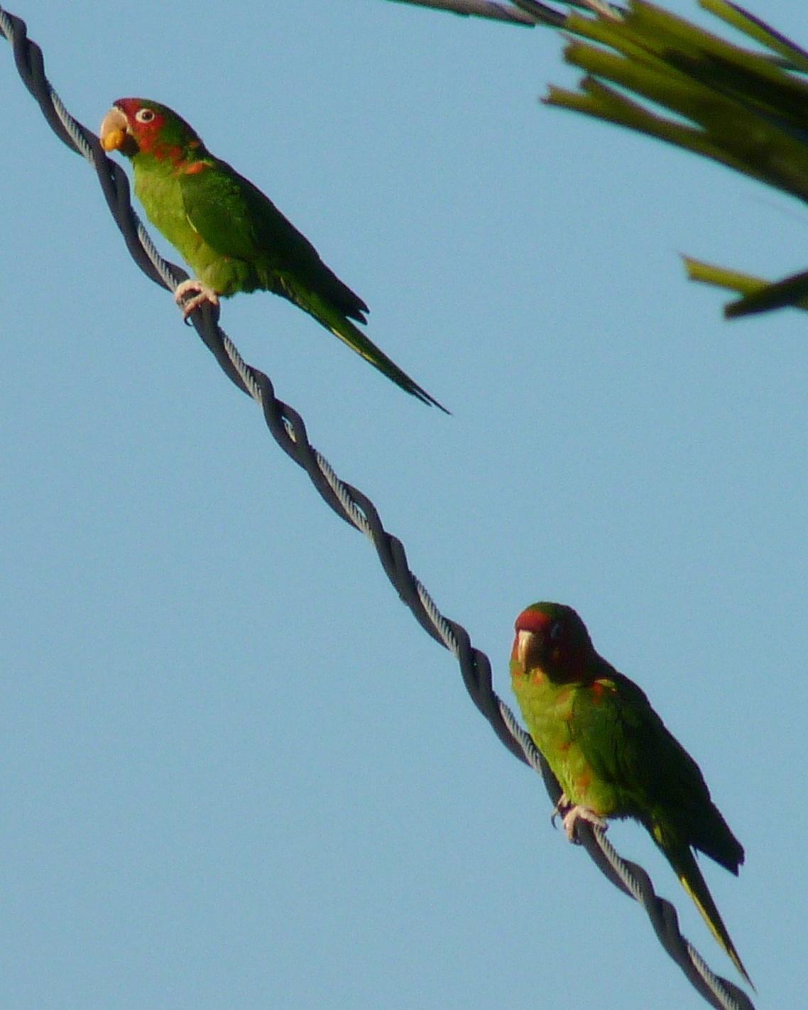 Mitred Parakeet Photo by Sean Fitzgerald