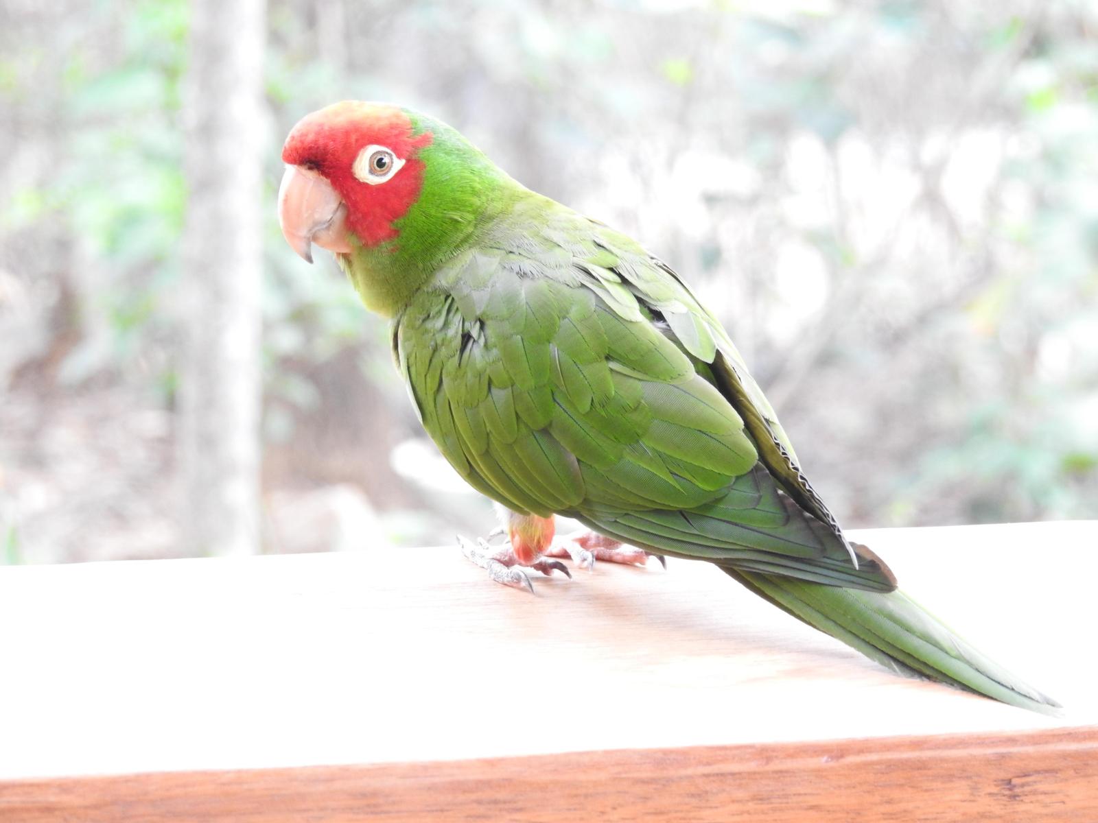 Red-masked Parakeet Photo by John Licharson
