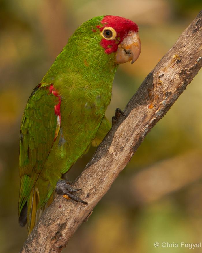 Red-masked Parakeet Photo by Chris Fagyal