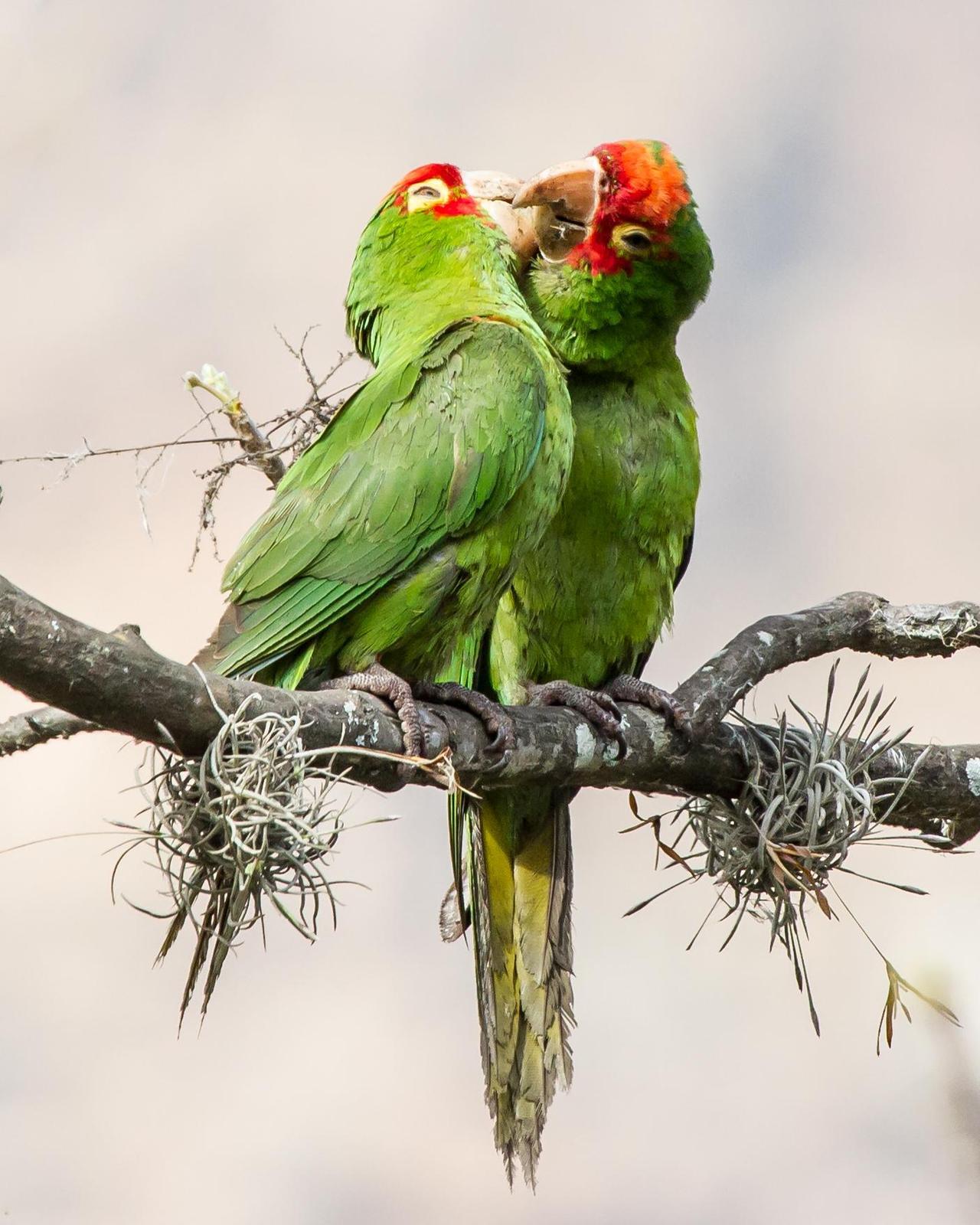 Red-masked Parakeet Photo by Robert Lewis