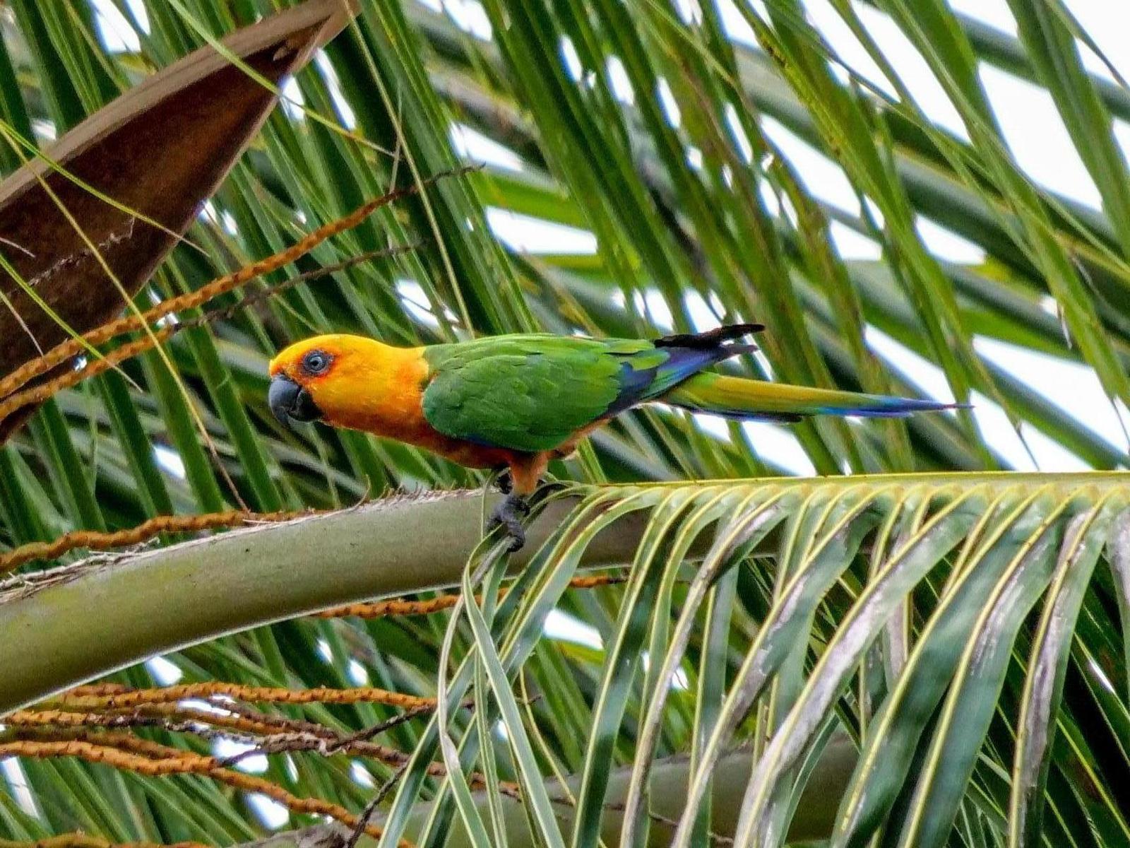 Jandaya Parakeet Photo by Roger Horn