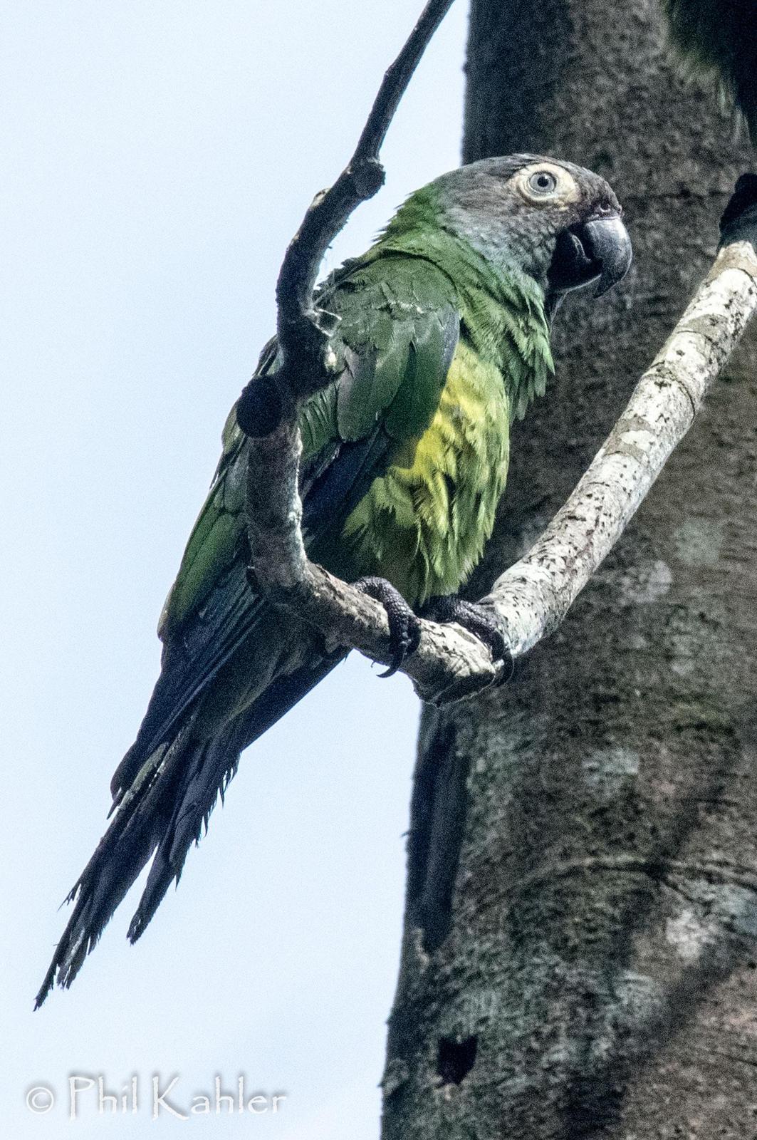 Dusky-headed Parakeet Photo by Phil Kahler