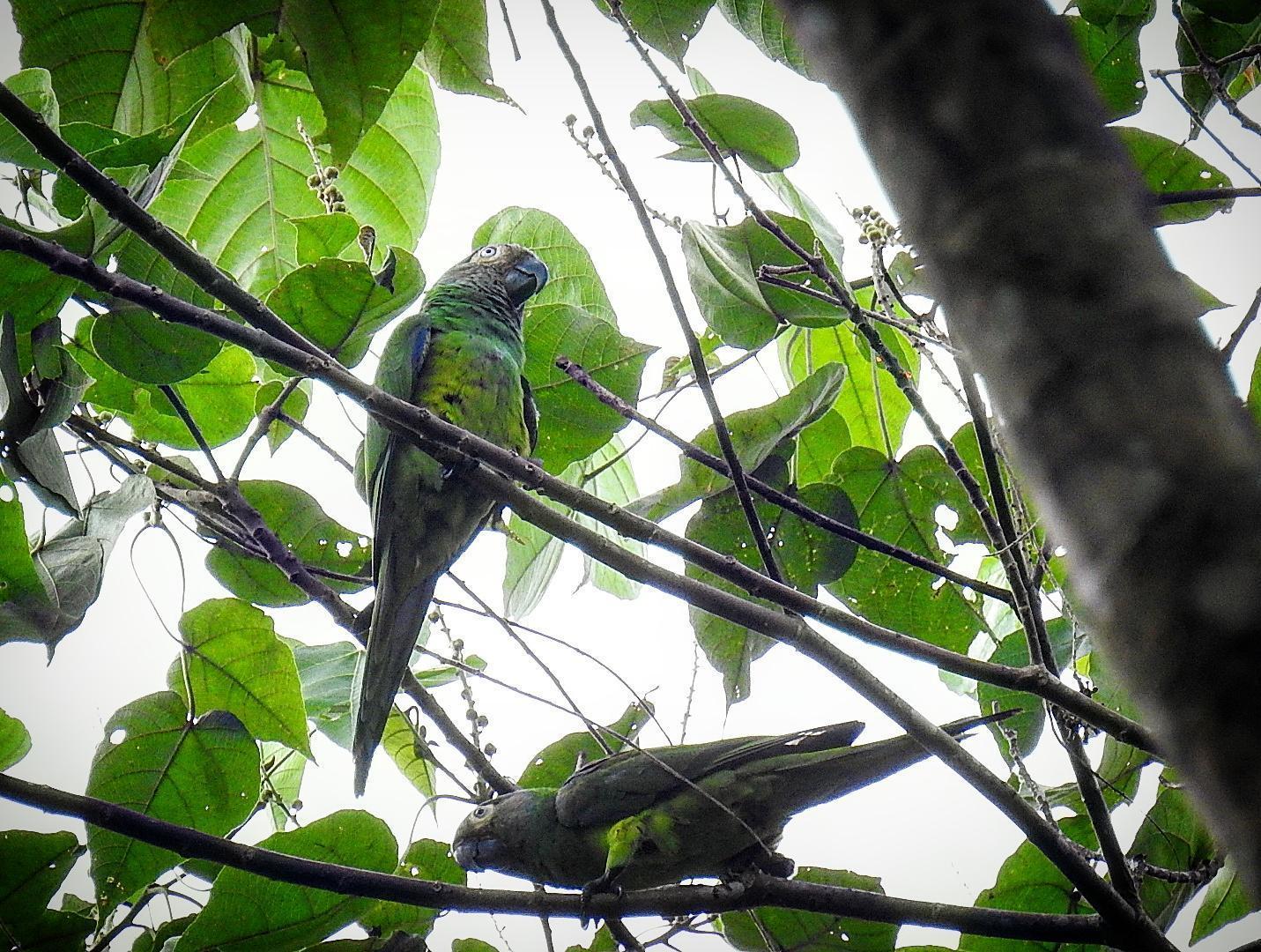 Dusky-headed Parakeet Photo by Julio Delgado