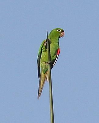 Hispaniolan Parakeet Photo by Knut Hansen