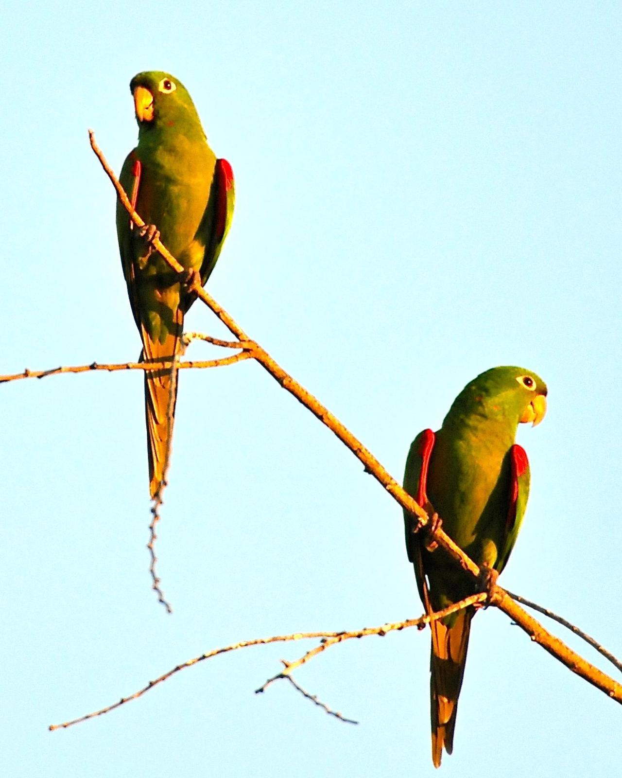 Hispaniolan Parakeet Photo by Gerald Friesen