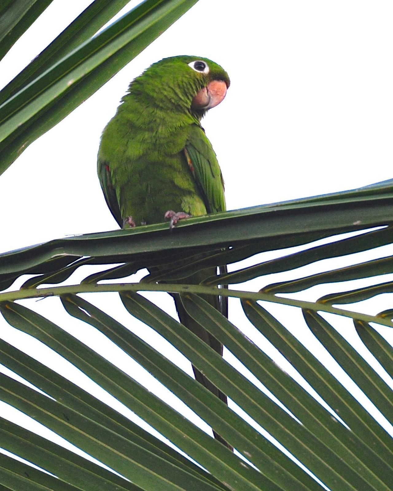 Hispaniolan Parakeet Photo by Gerald Friesen