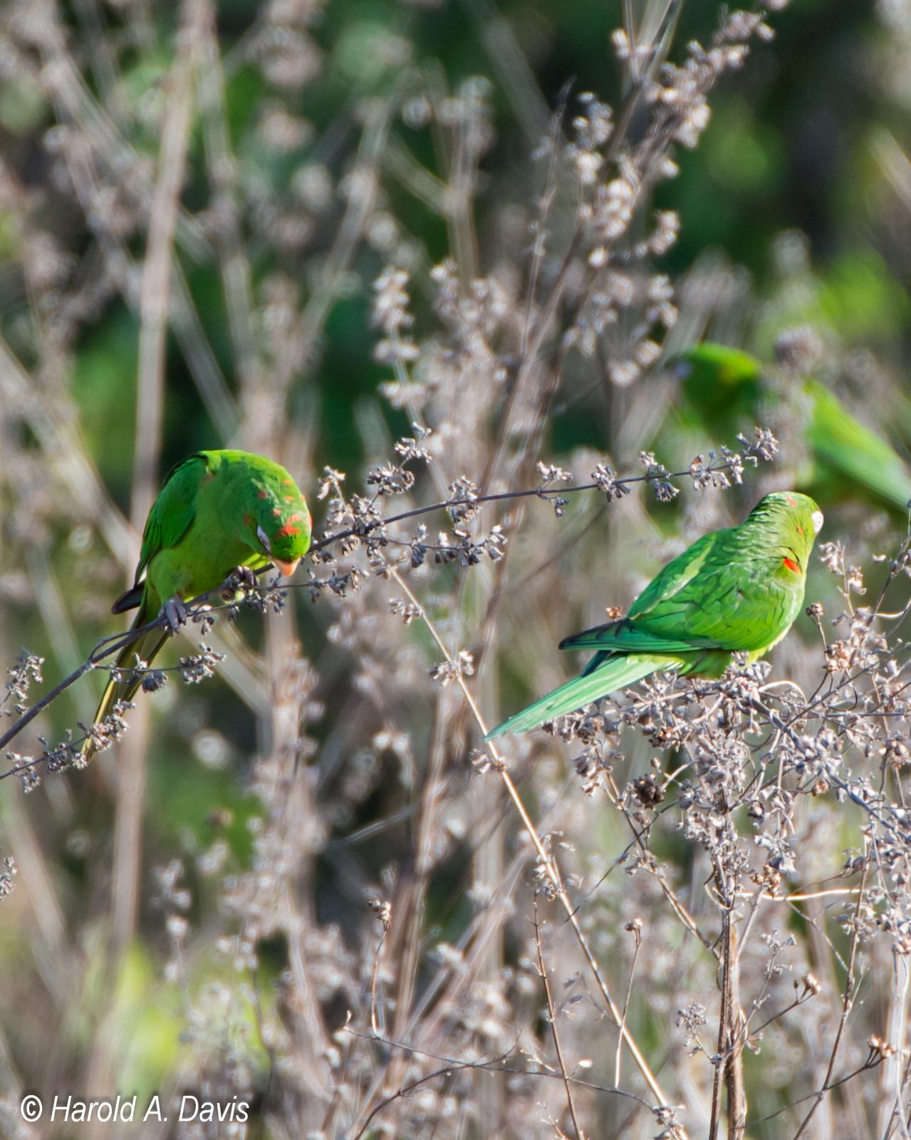 Cuban Parakeet Photo by Harold Davis