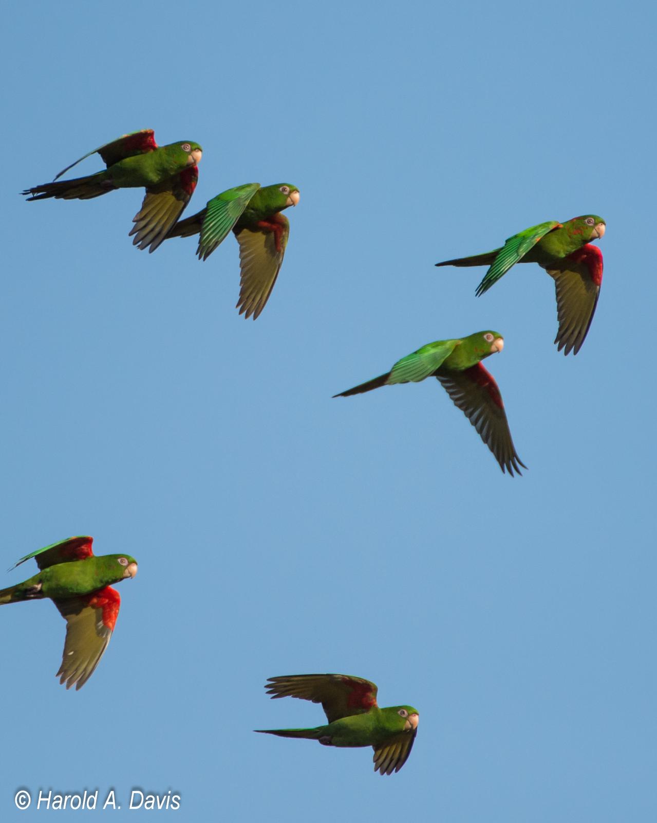 Cuban Parakeet Photo by Harold Davis