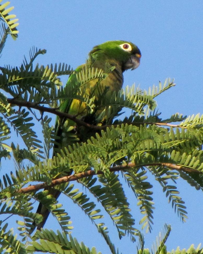 Olive-throated Parakeet Photo by John van Dort