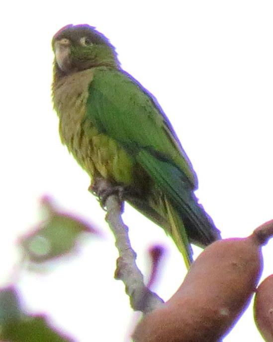 Olive-throated Parakeet Photo by Oliver Komar