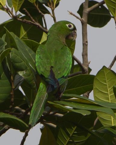 Olive-throated Parakeet Photo by Kevin Berkoff