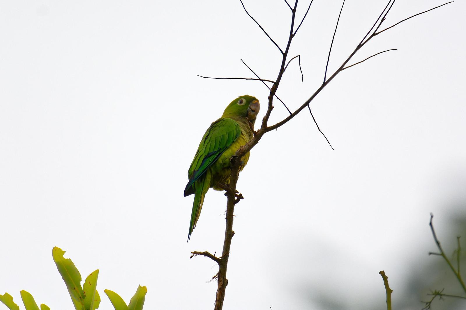 Olive-throated Parakeet Photo by Gustavo Fernandez