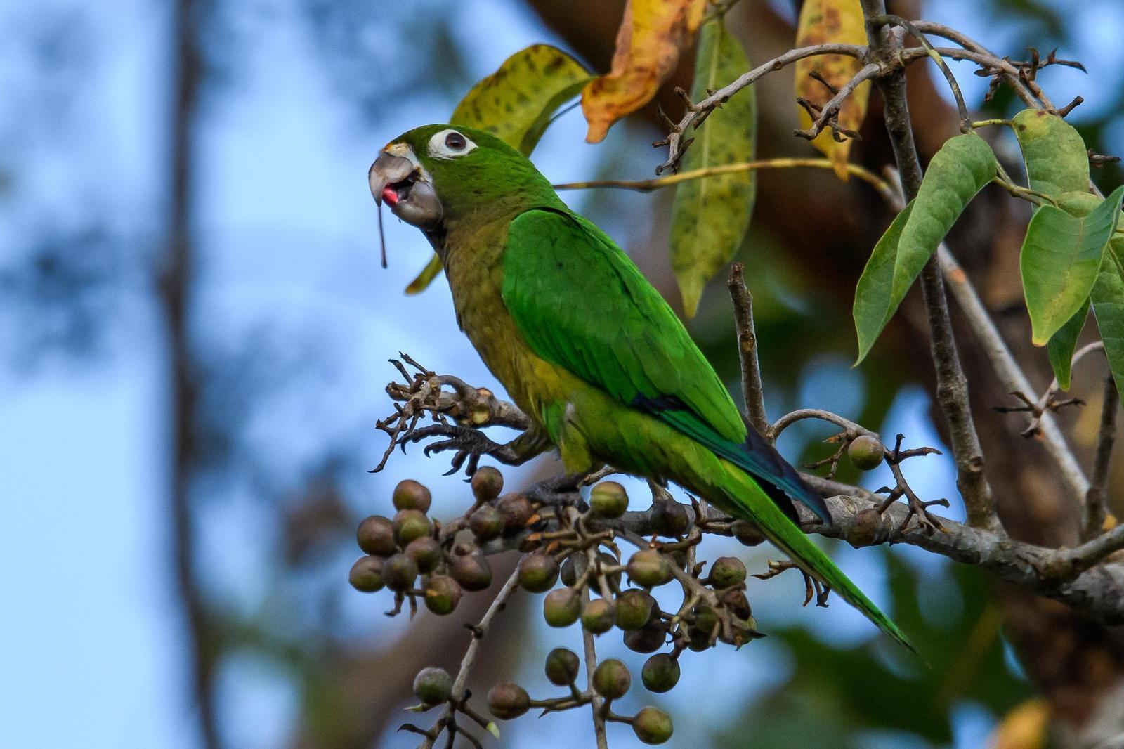 Olive-throated Parakeet Photo by Gerald Hoekstra
