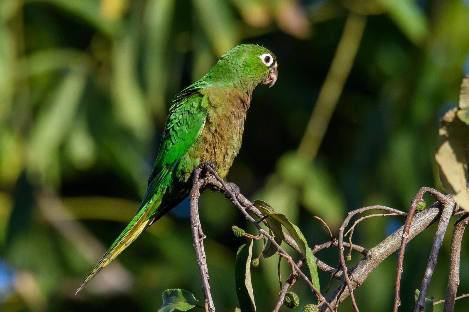 Olive-throated Parakeet Photo by Gerald Hoekstra