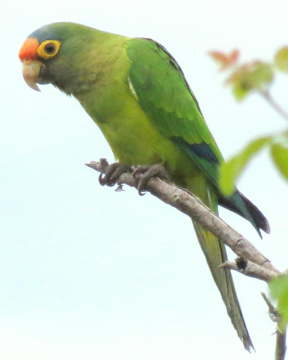 Orange-fronted Parakeet Photo by Oliver Komar