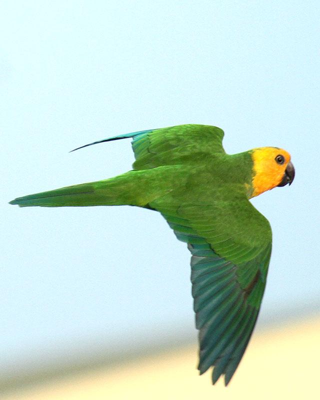 Brown-throated Parakeet Photo by Cathy Sheeter