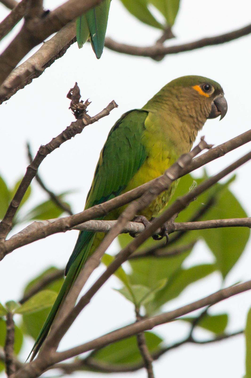 Brown-throated Parakeet Photo by Marie-France Rivard
