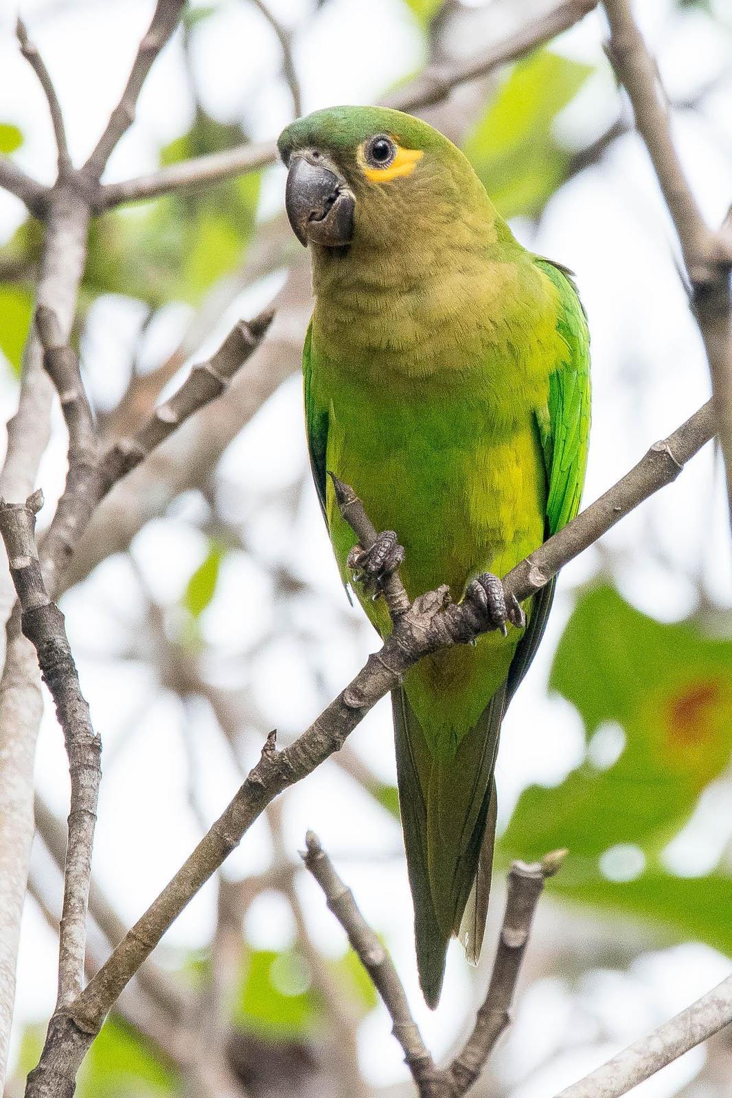 Brown-throated Parakeet Photo by Denis Rivard