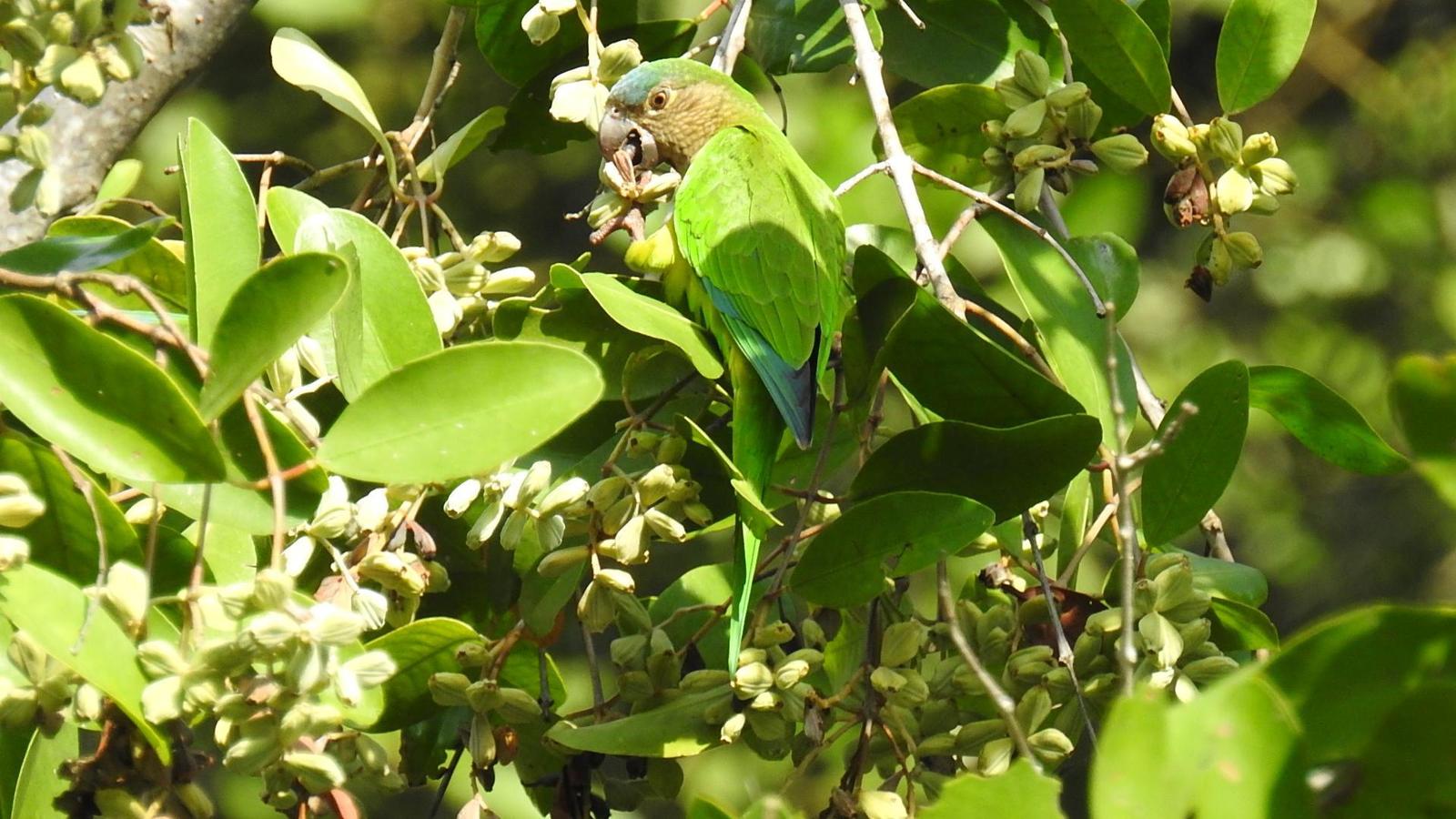 Brown-throated Parakeet Photo by Julio Delgado