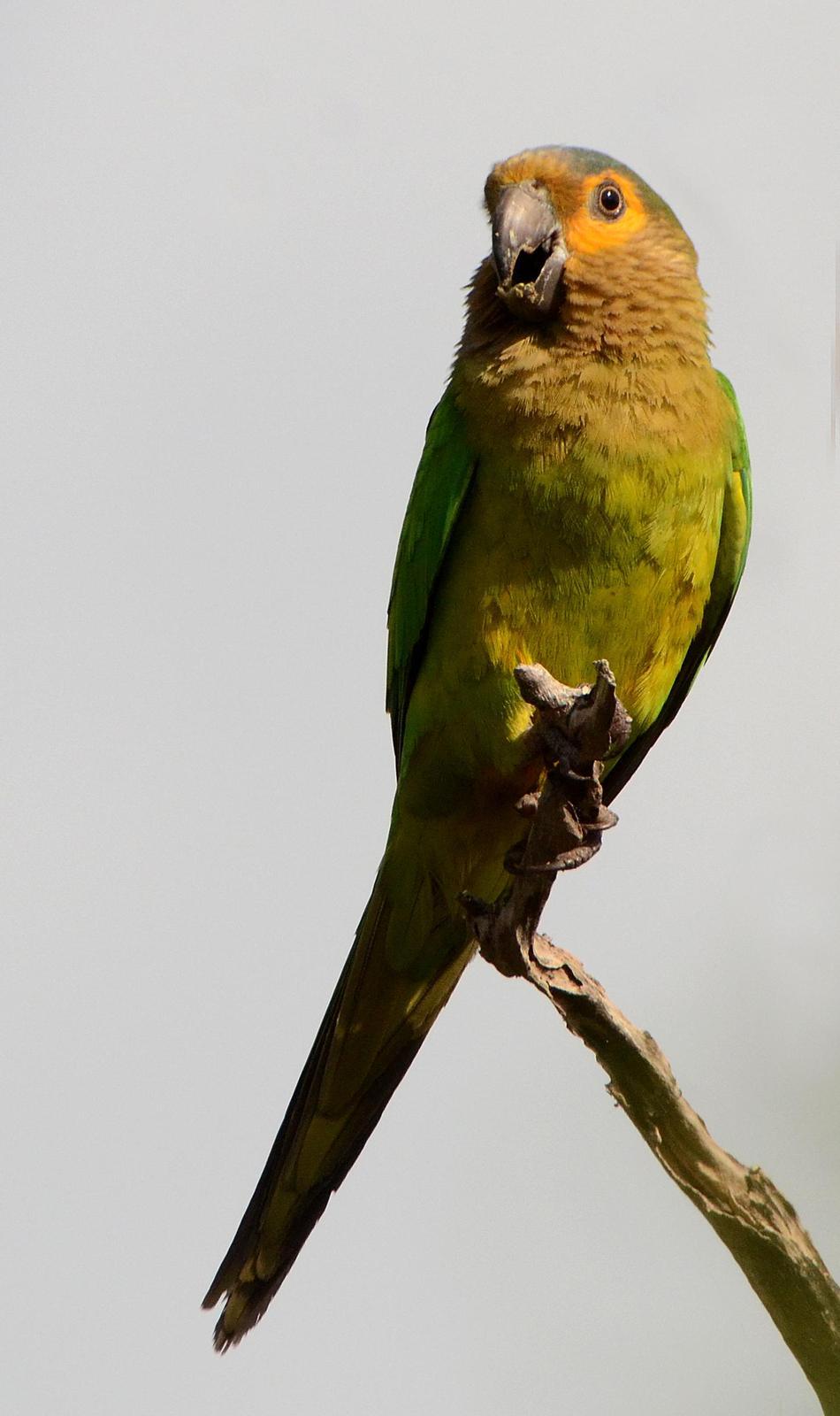 Brown-throated Parakeet Photo by Steven Mlodinow