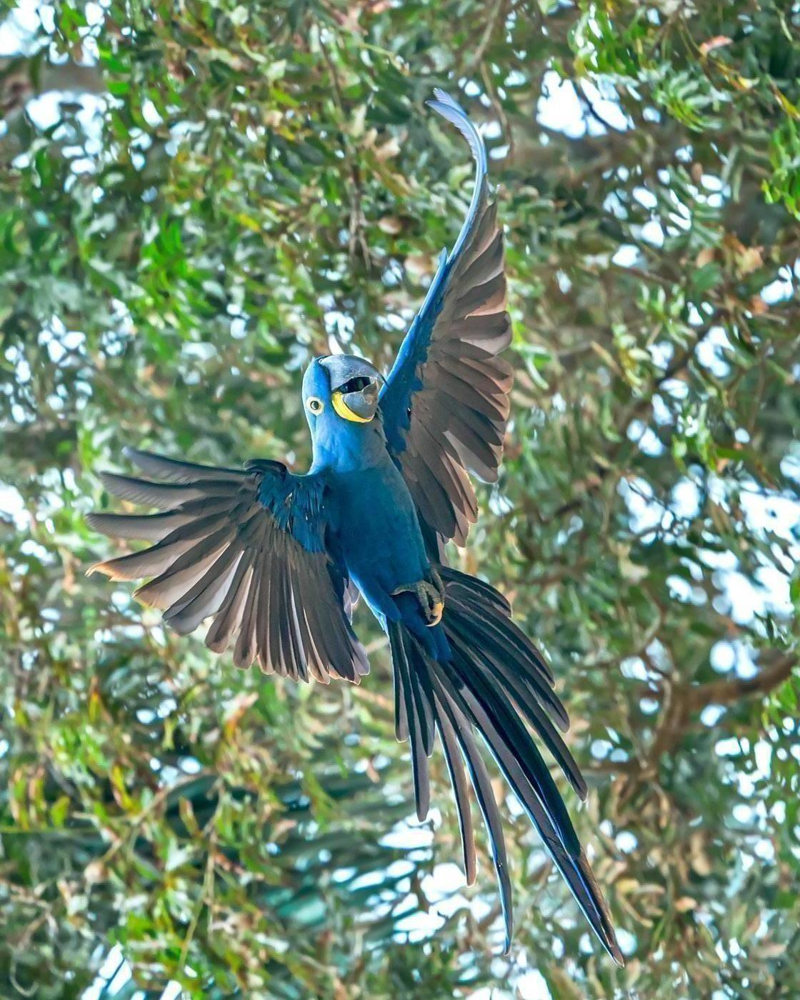 Hyacinth Macaw Photo by Jose Hernandez