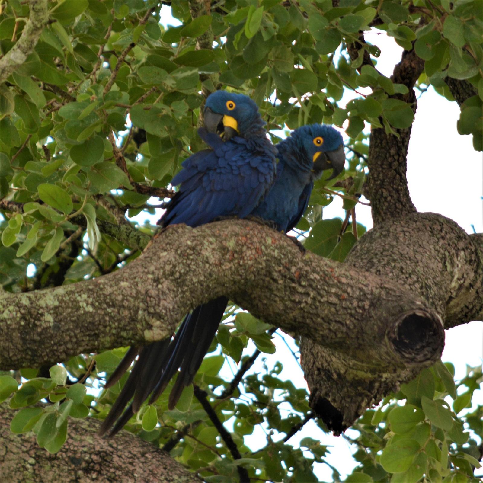 Hyacinth Macaw Photo by Eddie Moonen