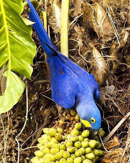 Hyacinth Macaw Photo by Francesco Veronesi