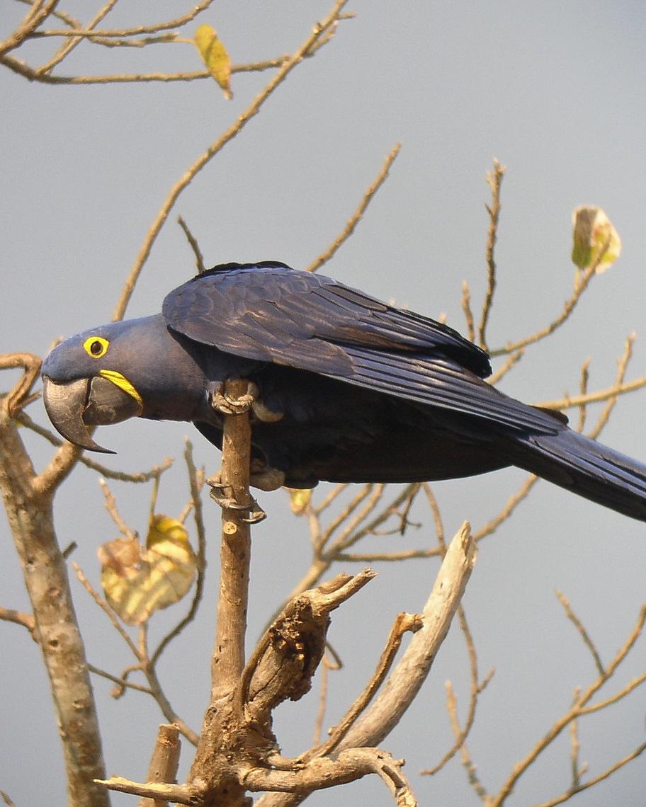 Hyacinth Macaw Photo by Richard C. Hoyer