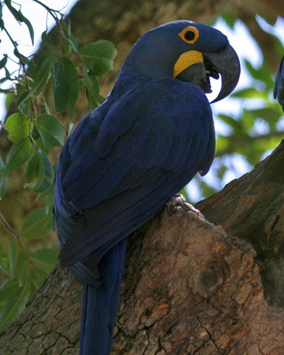 Hyacinth Macaw Photo by Peter Boesman