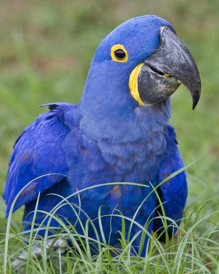 Hyacinth Macaw Photo by John Oates