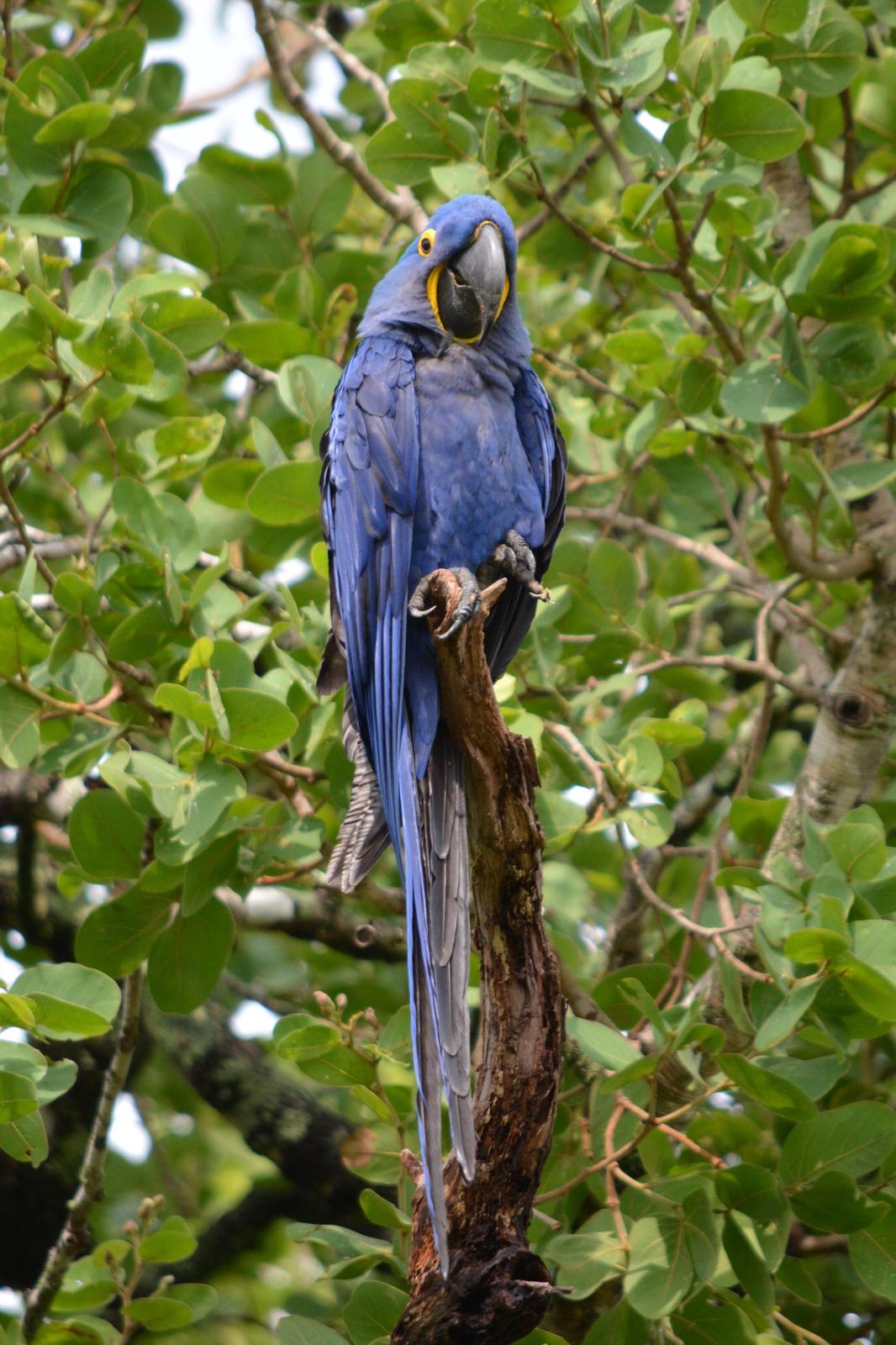 Hyacinth Macaw Photo by Eddie Moonen