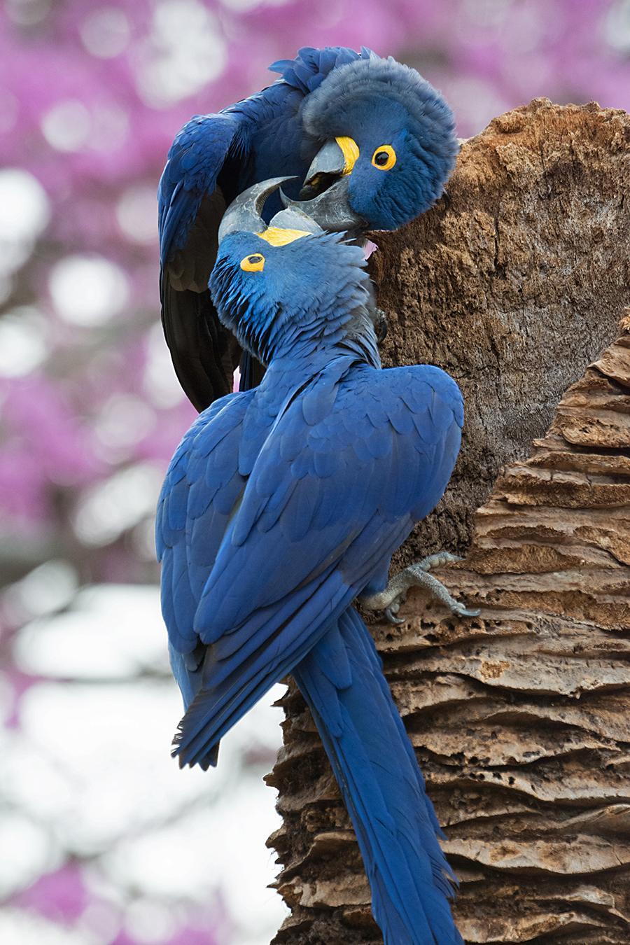 Hyacinth Macaw Photo by Bonnie Flamer