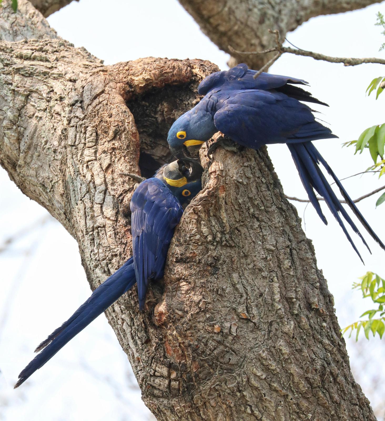 Hyacinth Macaw Photo by Debbie Reynolds
