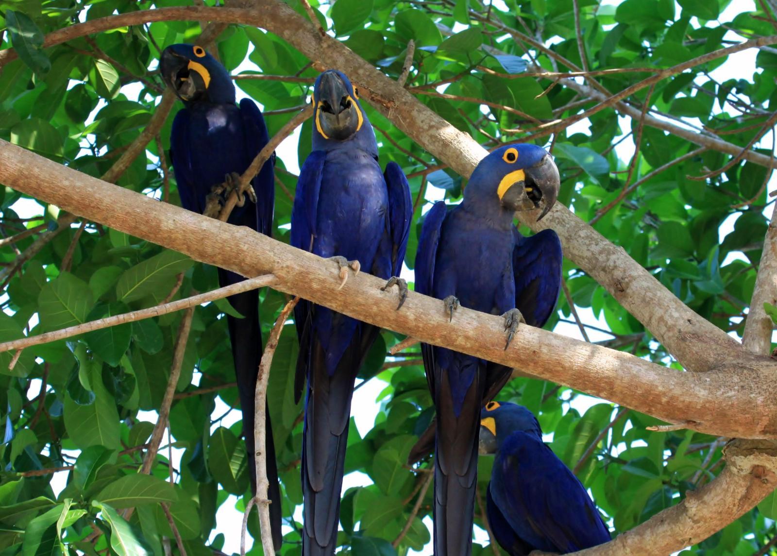 Hyacinth Macaw Photo by Matthew McCluskey