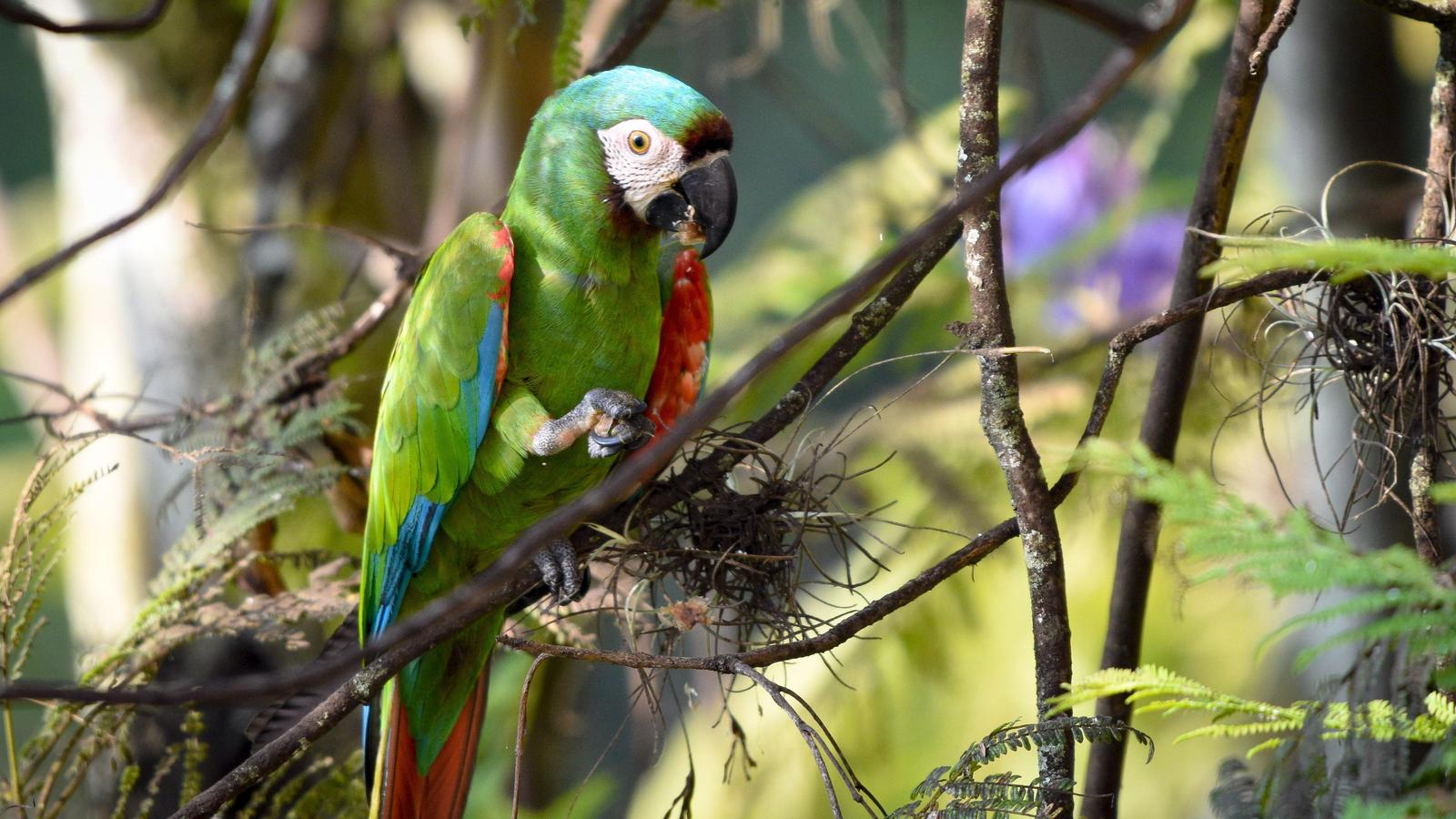 Chestnut-fronted Macaw Photo by Julio Delgado